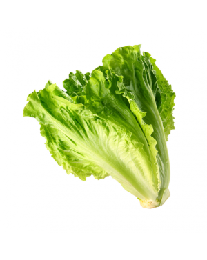 Laitue bio