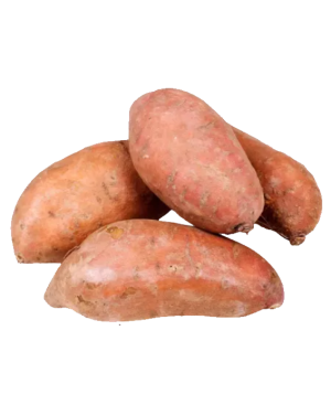 copy of Brown bear - Vector...